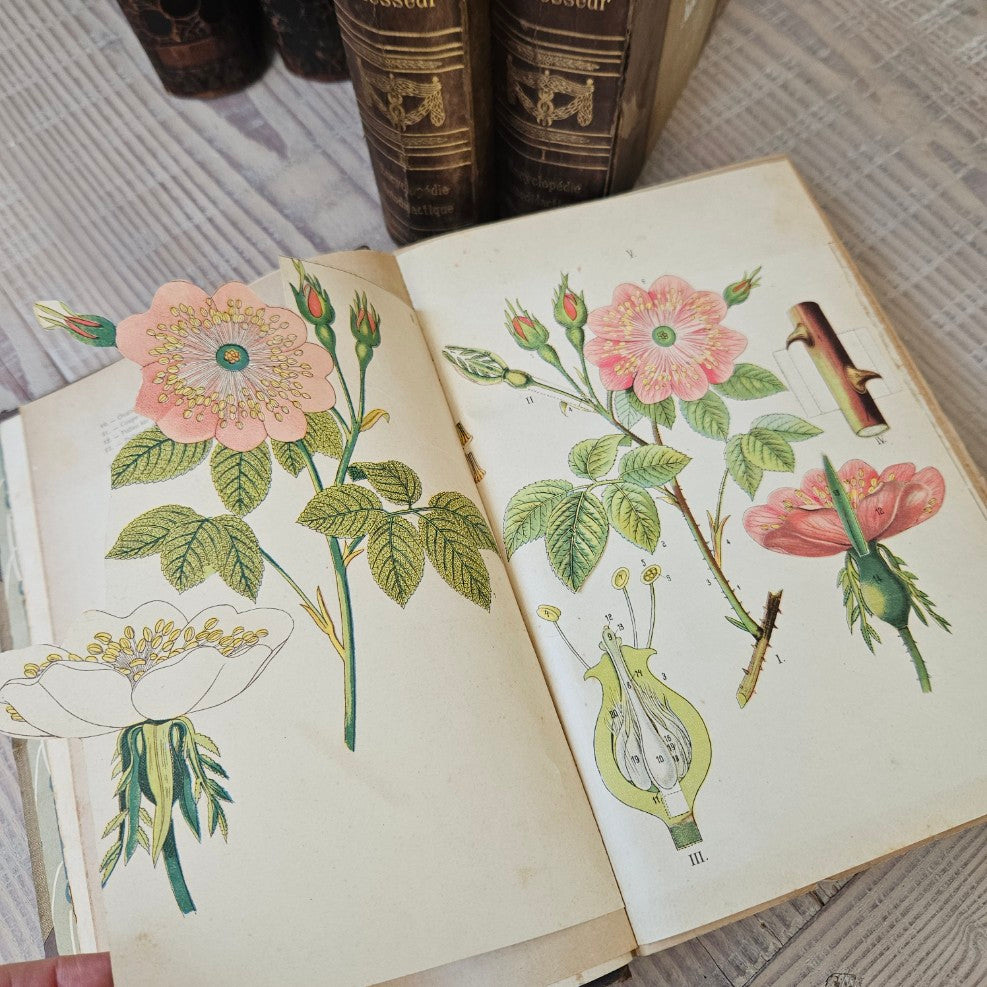 French Antique Leather Bound Books