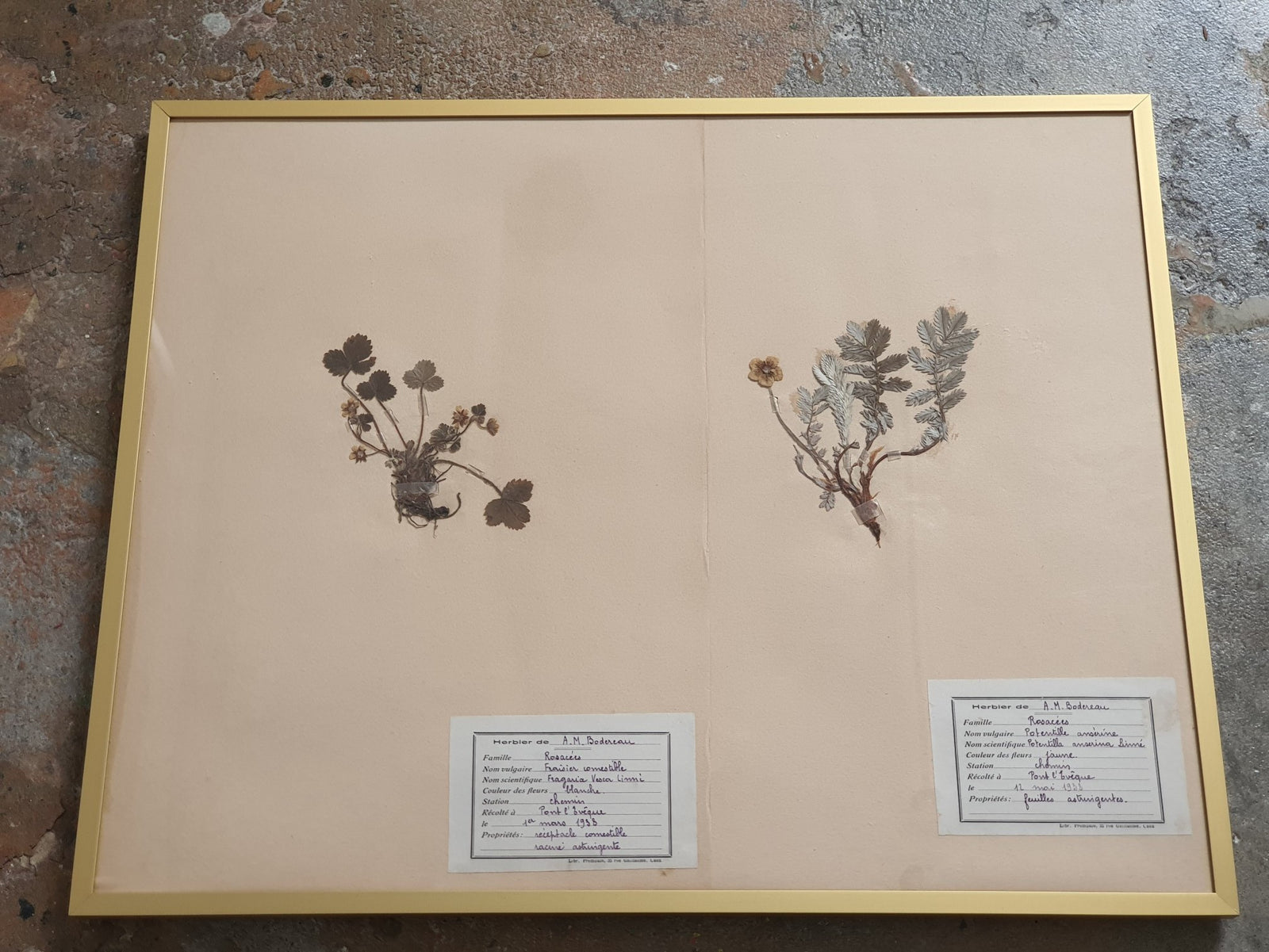 French Pressed Botanicals