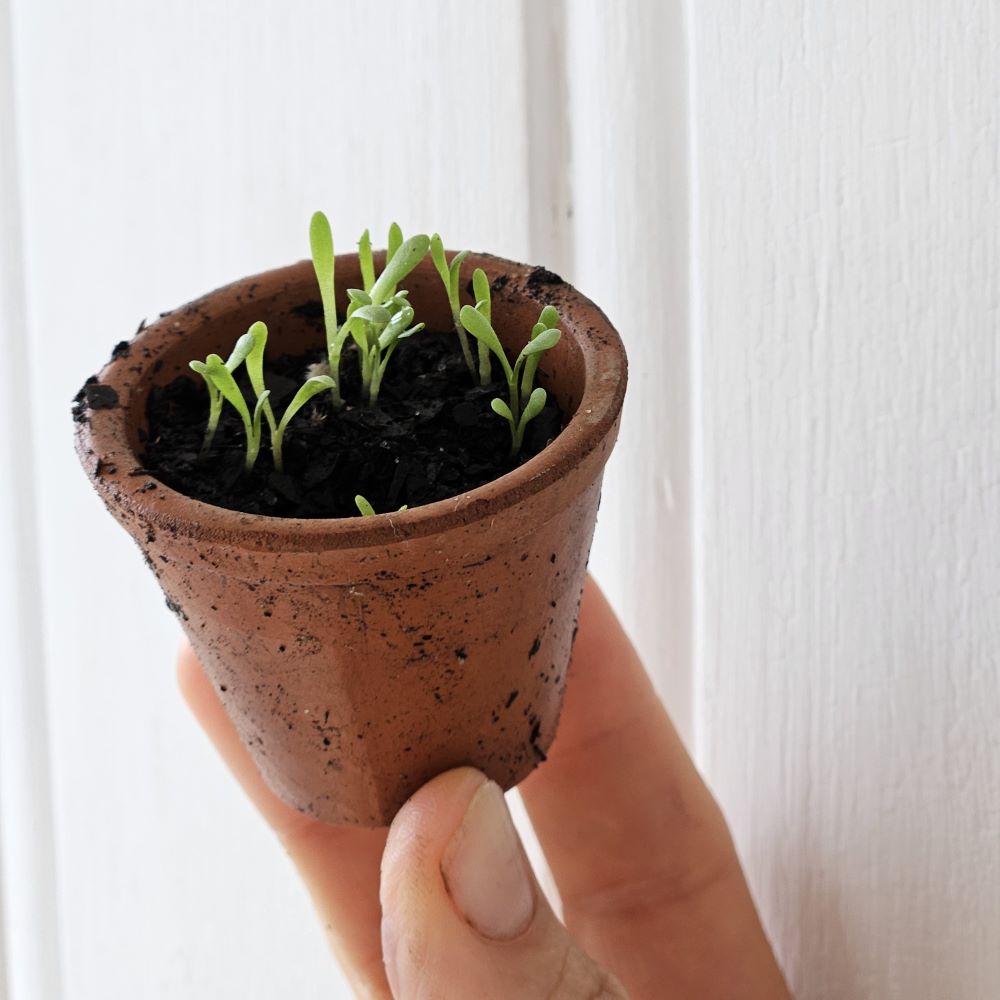 Teeny French Seedling Pots