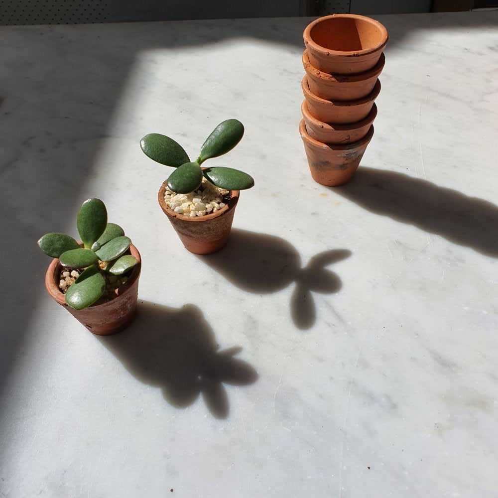 Teeny French Seedling Pots