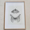 Magpie & Moth | Laura Baxter
