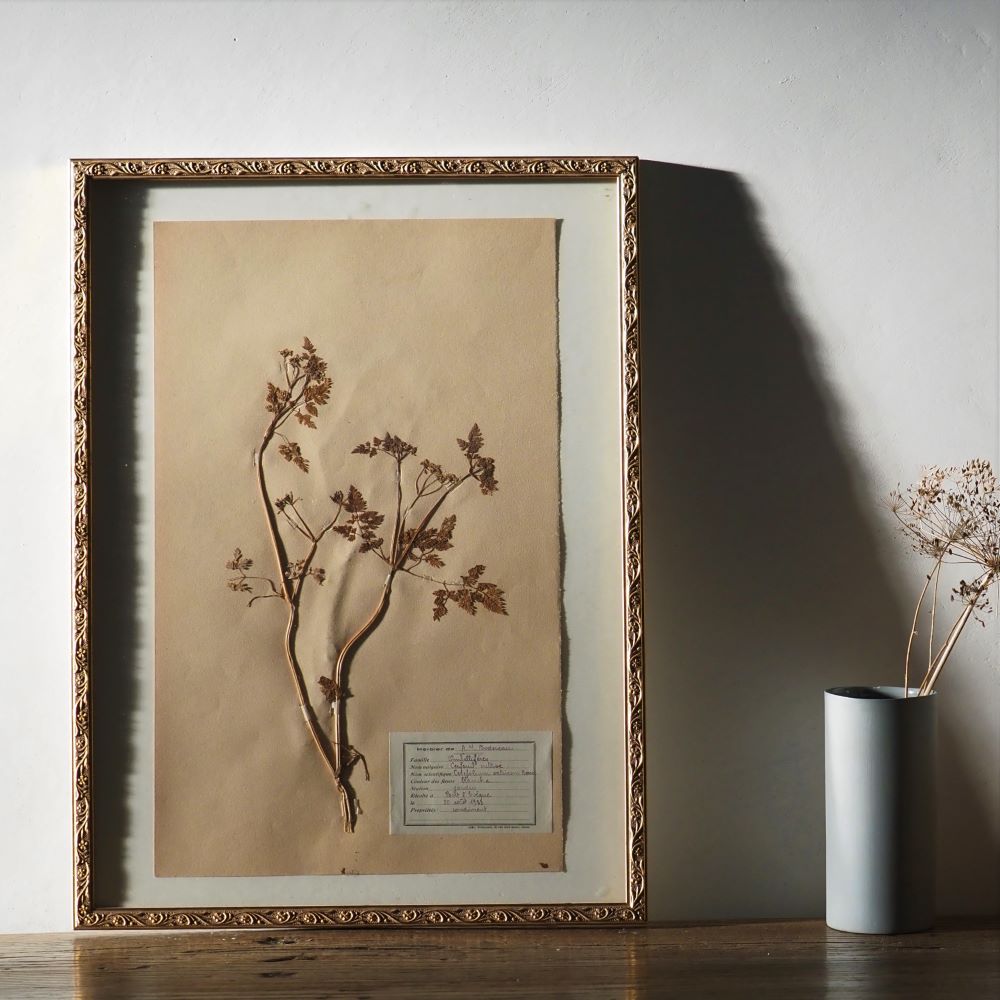 French Pressed Botanicals