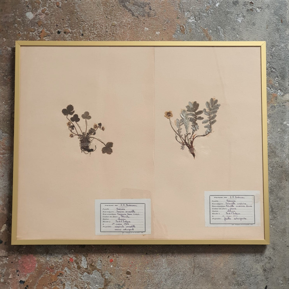 French Pressed Botanicals