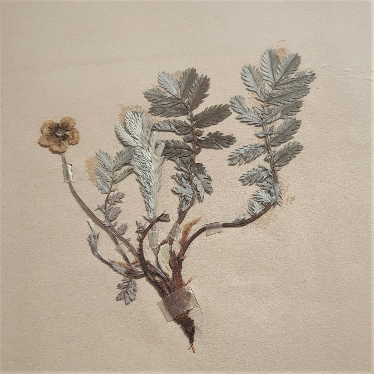 French Pressed Botanicals