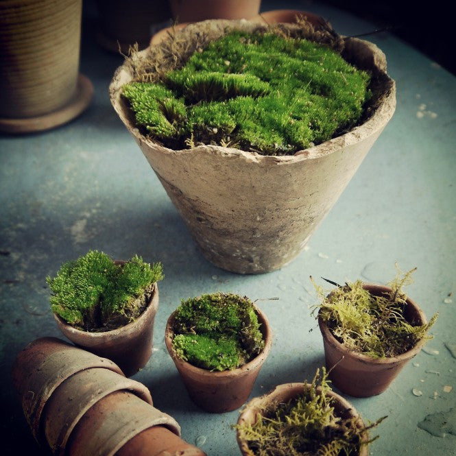 Teeny French Seedling Pots